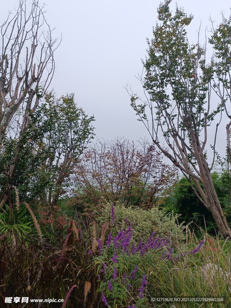 雾中花草树木景致