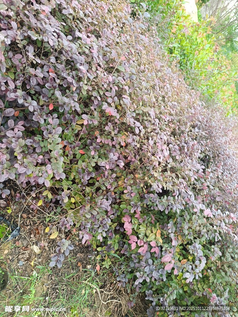 山坡上繁茂的多彩植被