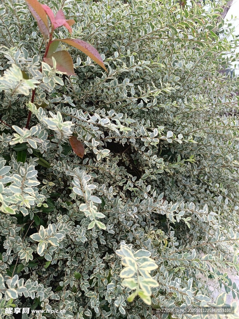 银叶植物特写