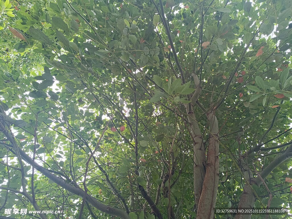 茂密树林中的繁茂树冠