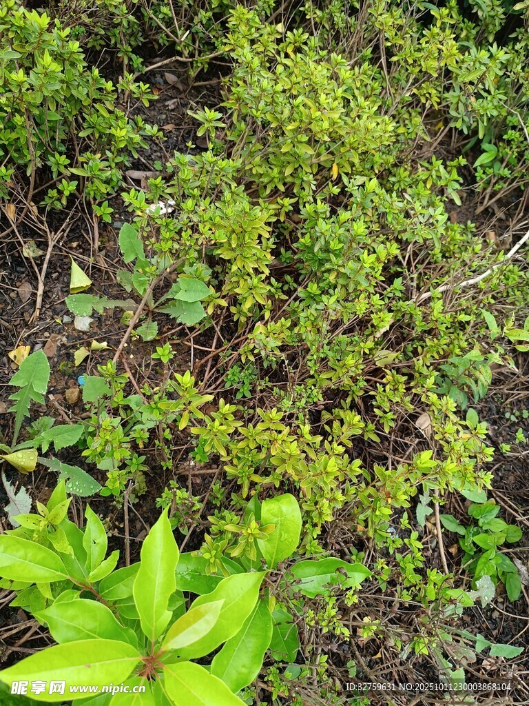 野外繁茂的绿色植物