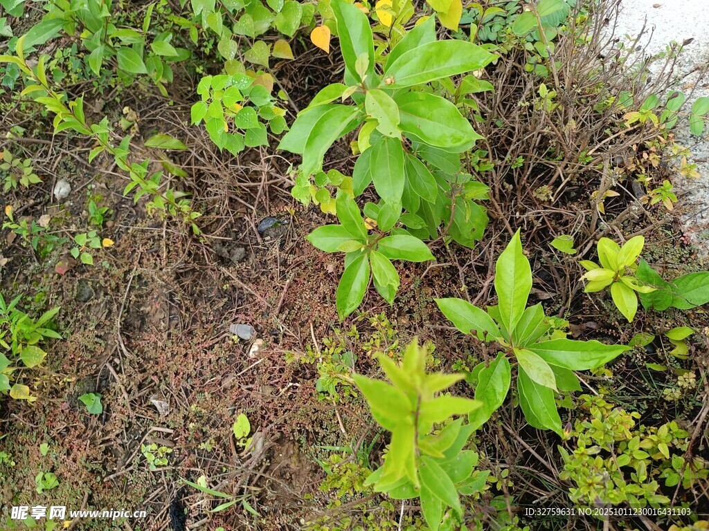野外生长的多样绿色植物