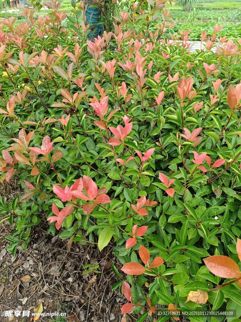 多彩红叶灌木景观
