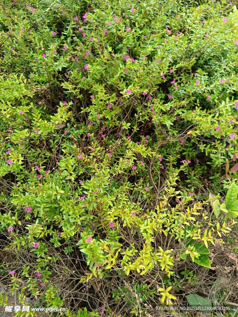 茂密绿植特写