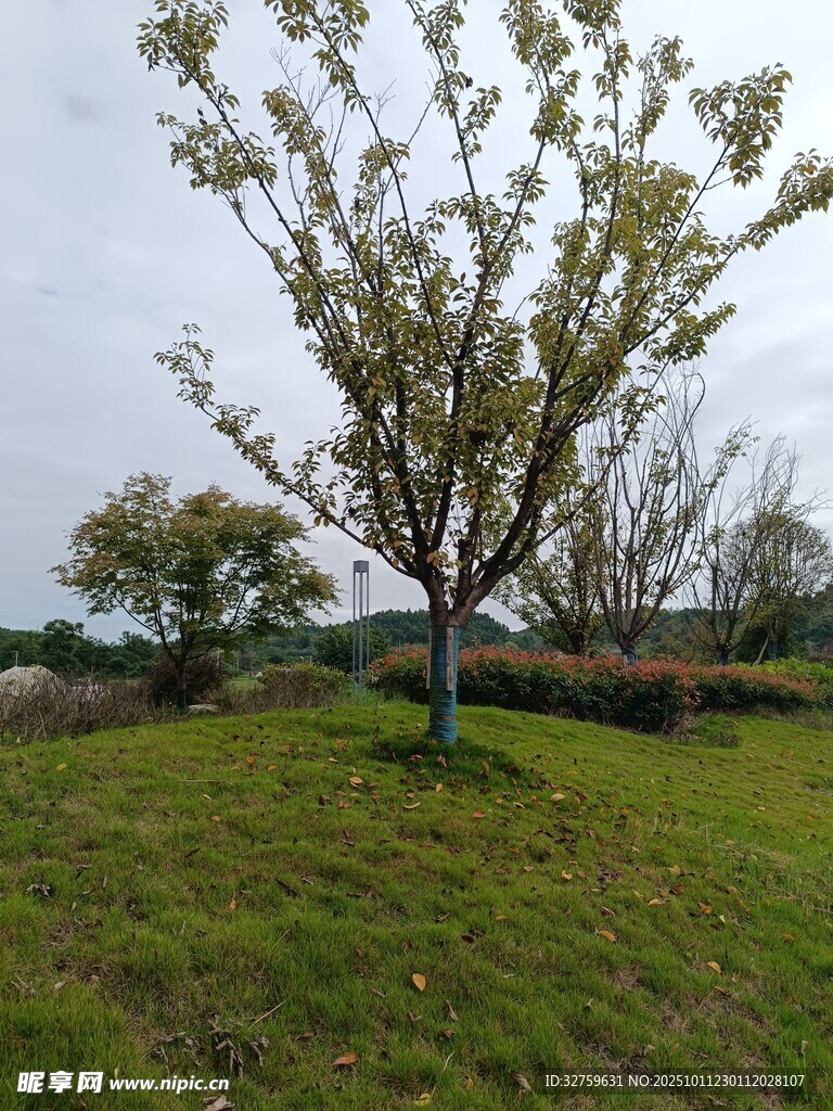 草地中的单棵树木景观