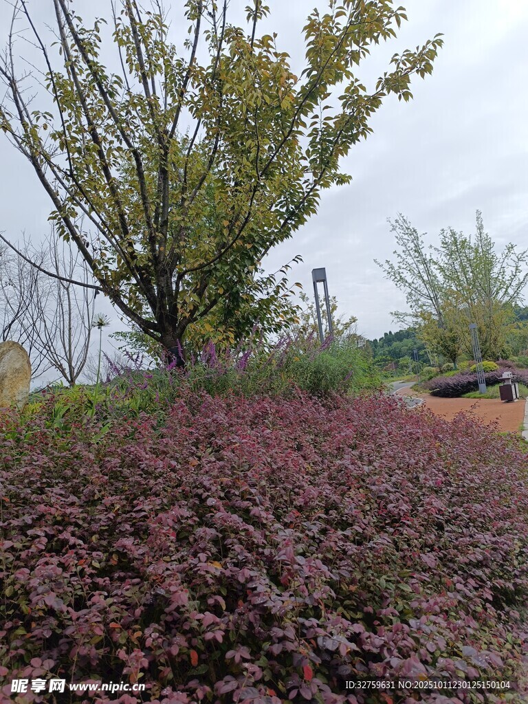 园林景观中的多彩植物