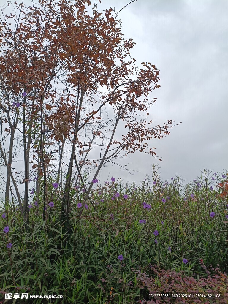 秋日野外树木与繁茂植被