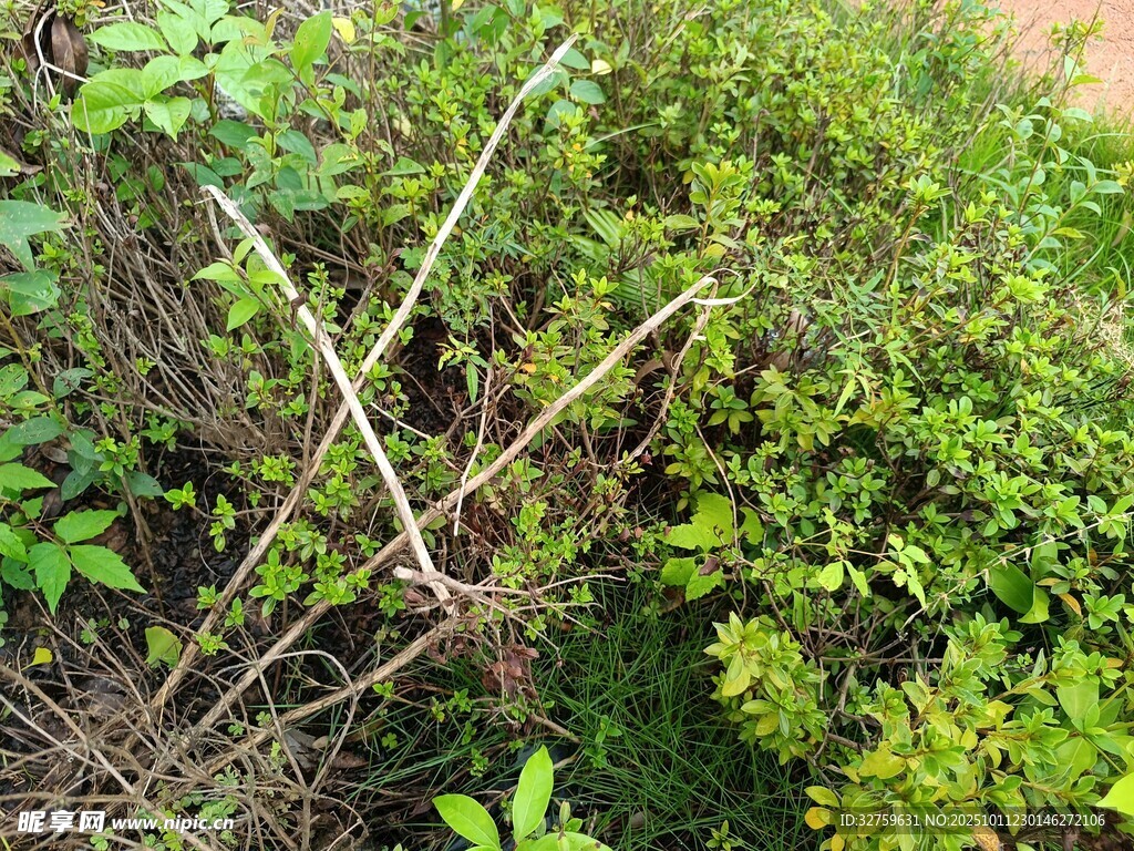 野外丛生的绿植与枯枝
