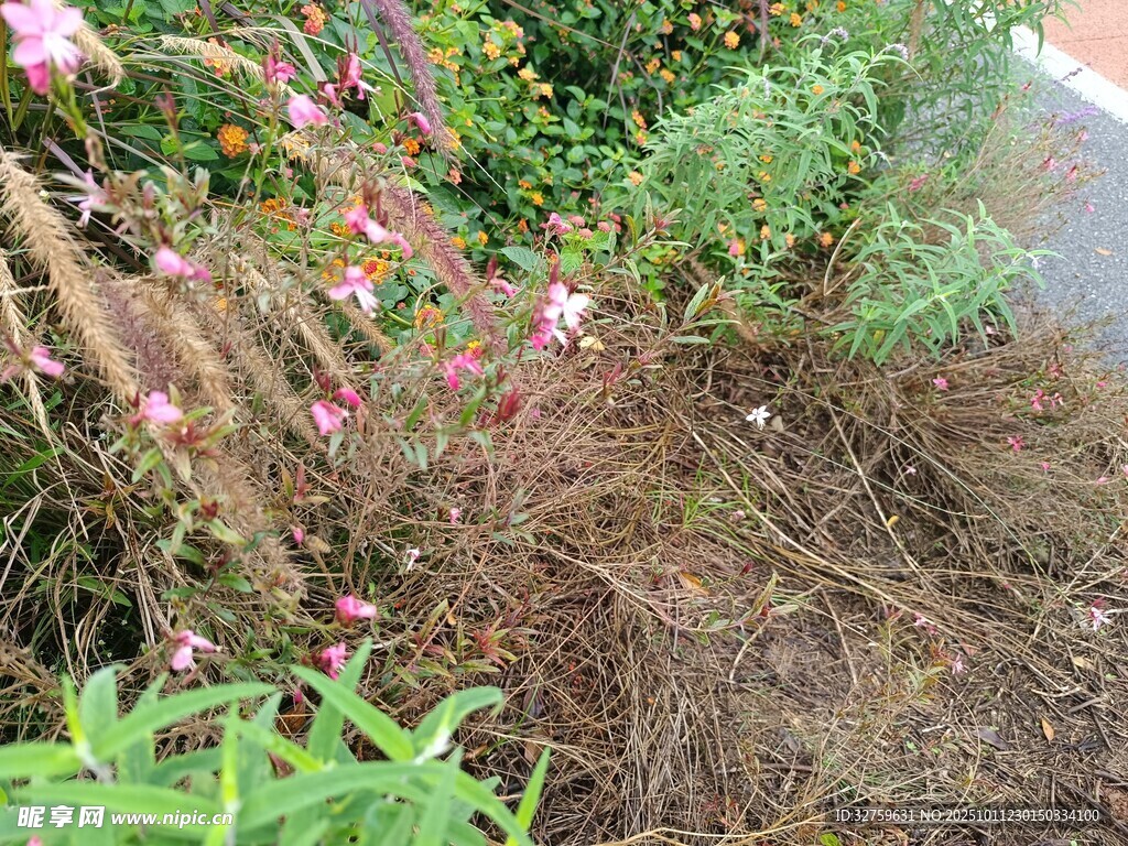 路边繁茂花草与绿植景观