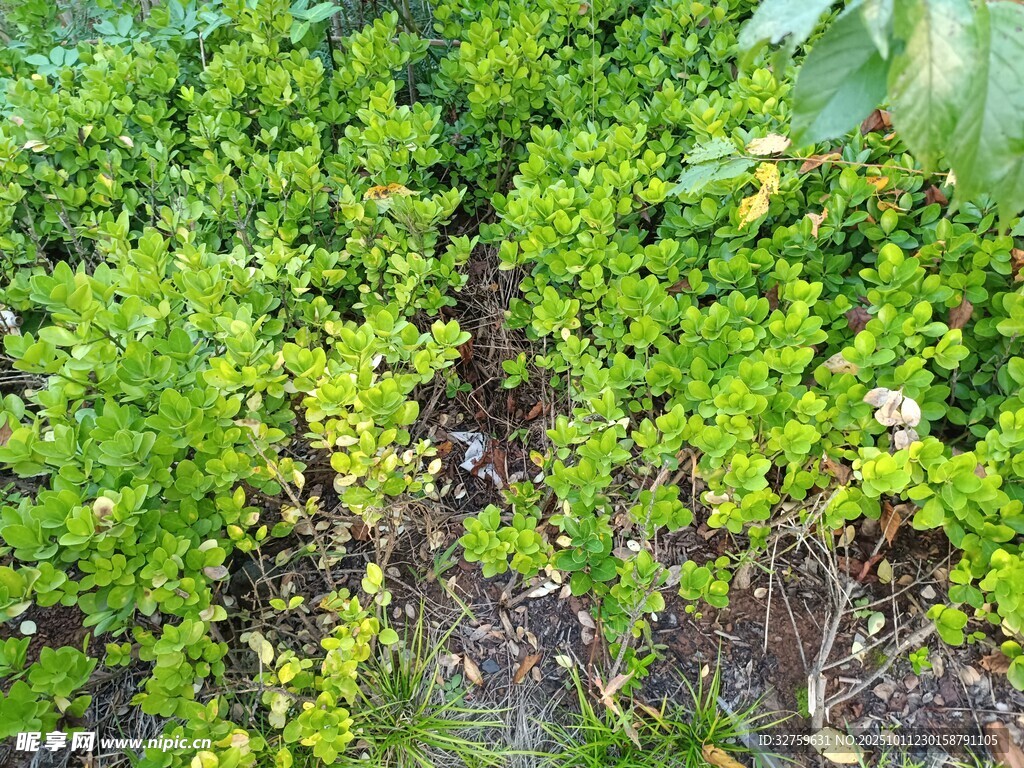 绿意盎然的植物景观