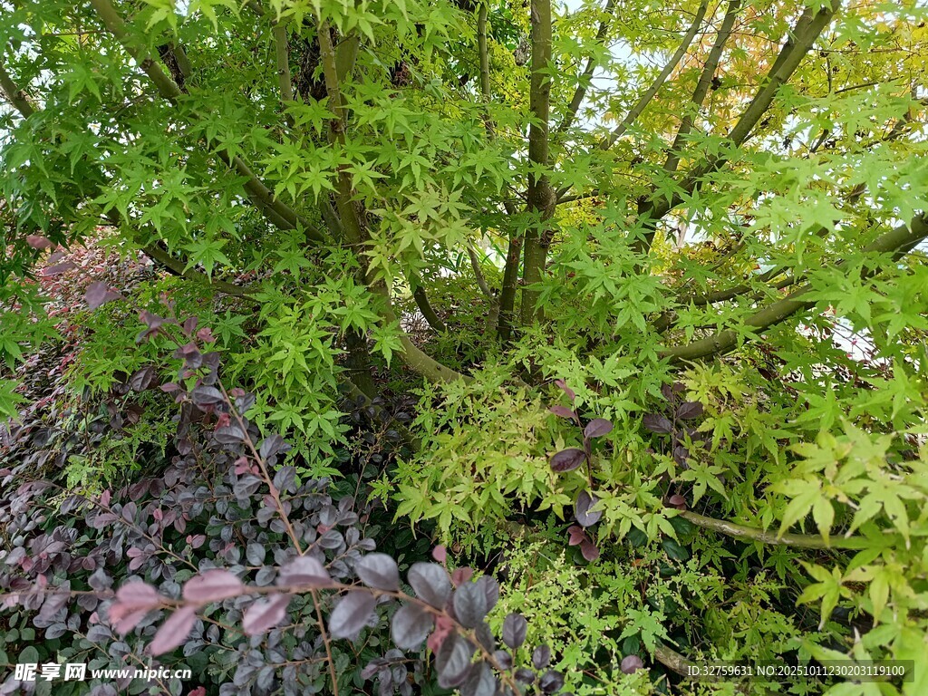 繁茂绿植 