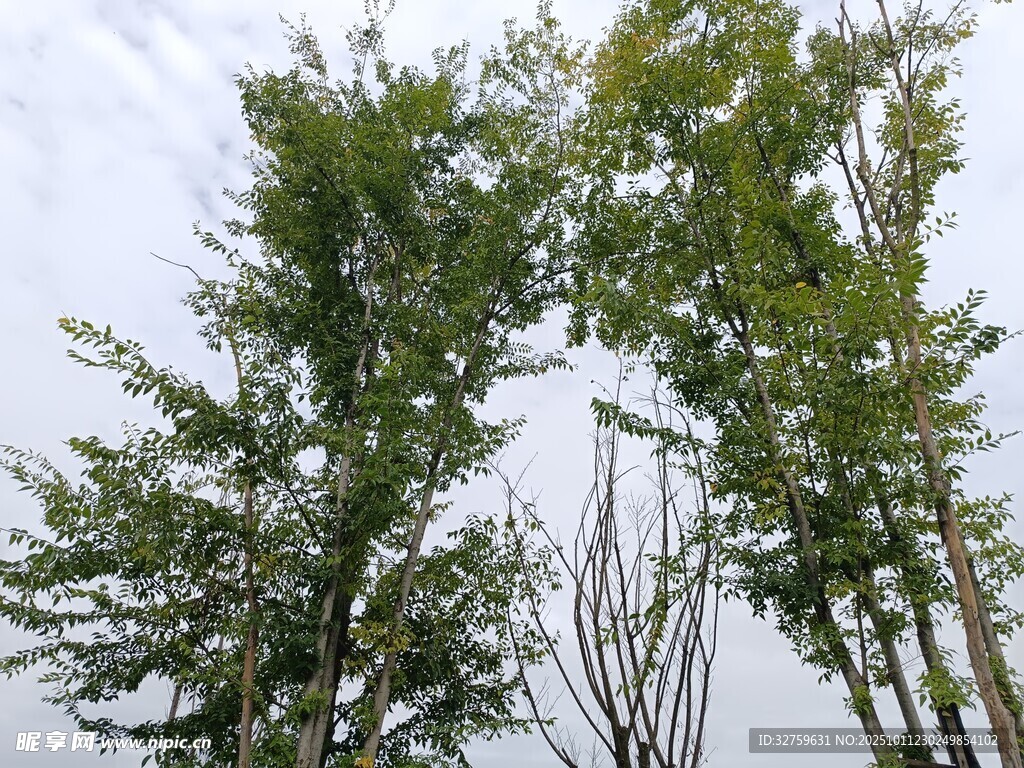 挺拔翠竹映蓝天