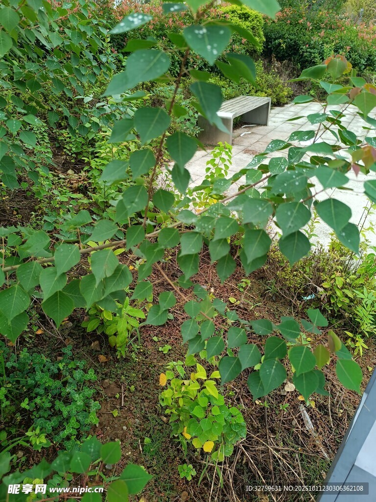 绿叶繁茂的植物景观