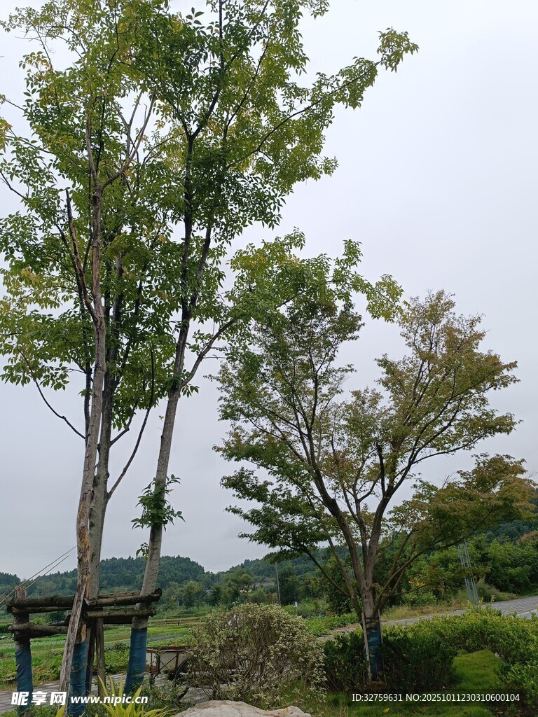 户外绿树风景