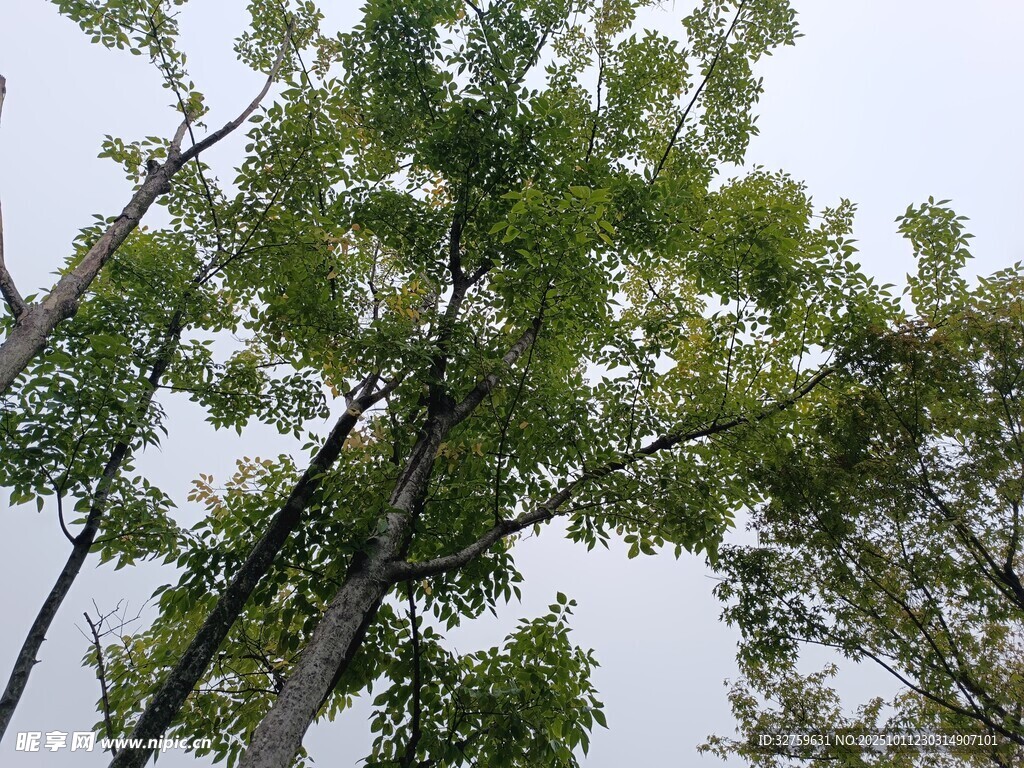 仰视茂密树林绿意盎然
