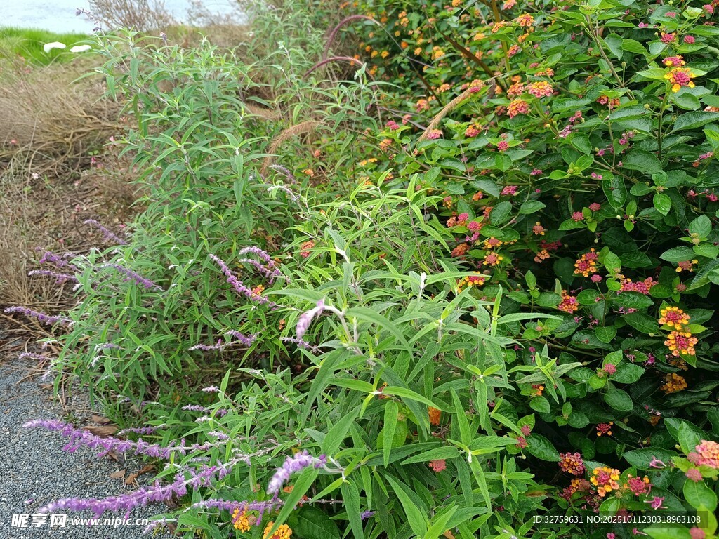 路边多彩繁茂的植物景观