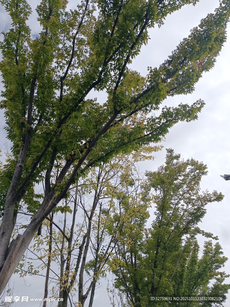 秋日树梢 
