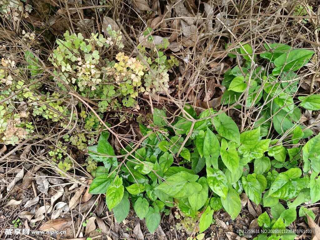 绿叶植物与枯萎花卉景观