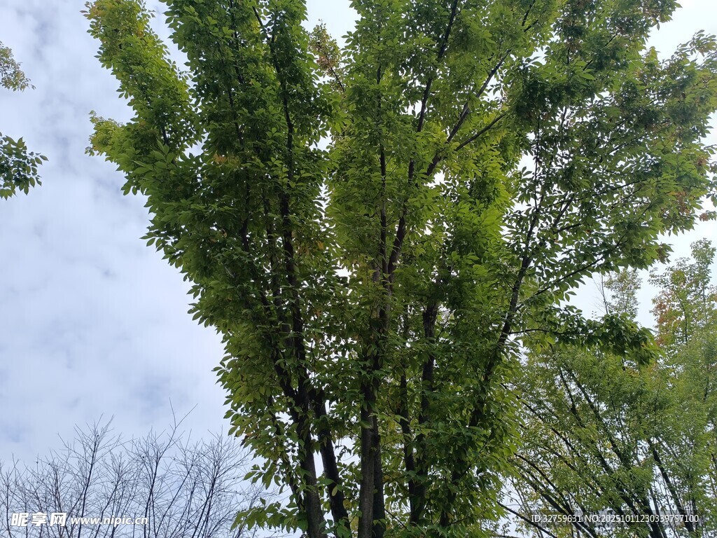 挺拔绿树映蓝天