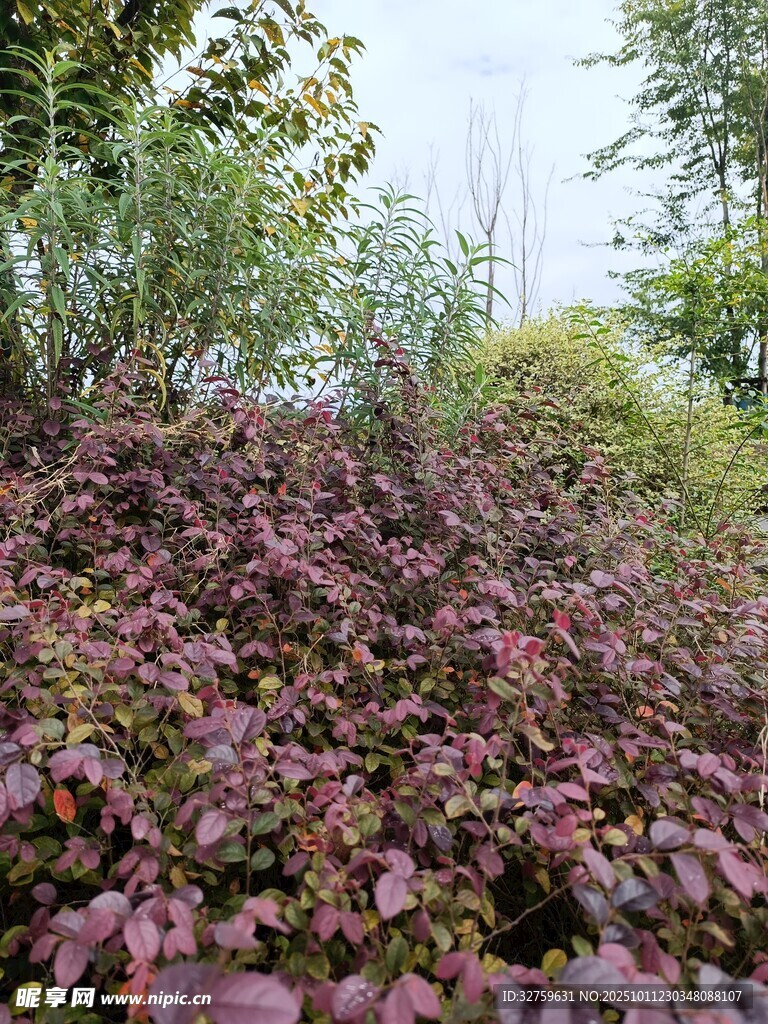 紫叶植物景观