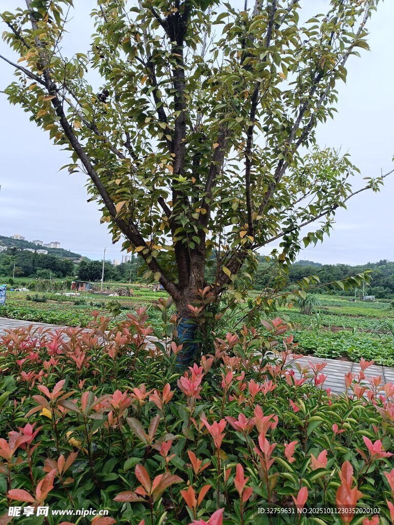 树下红植 