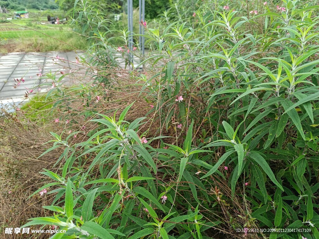 户外茂盛绿植景观