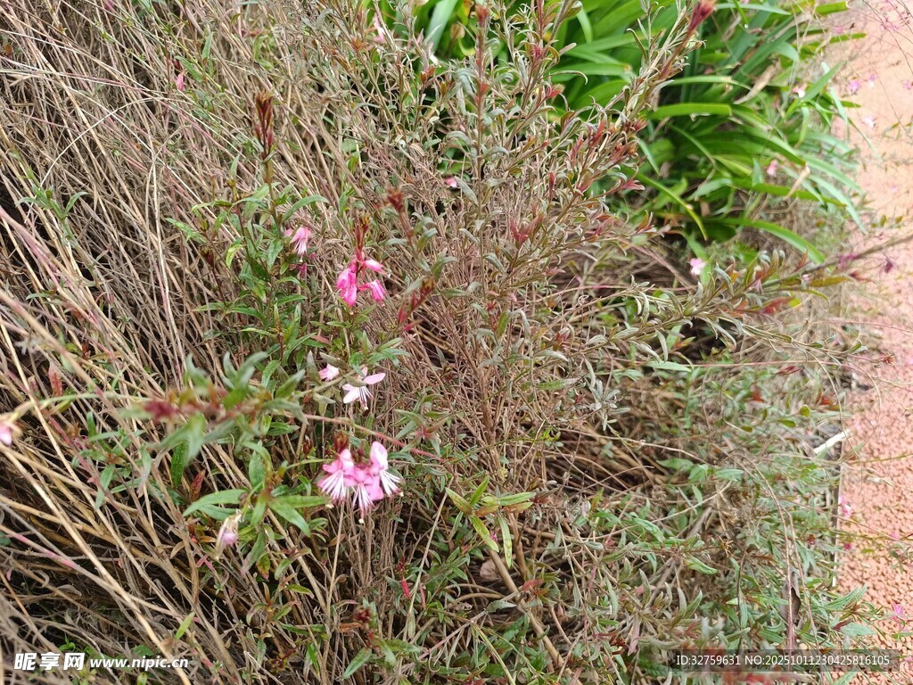 粉色小花绽放于草丛间