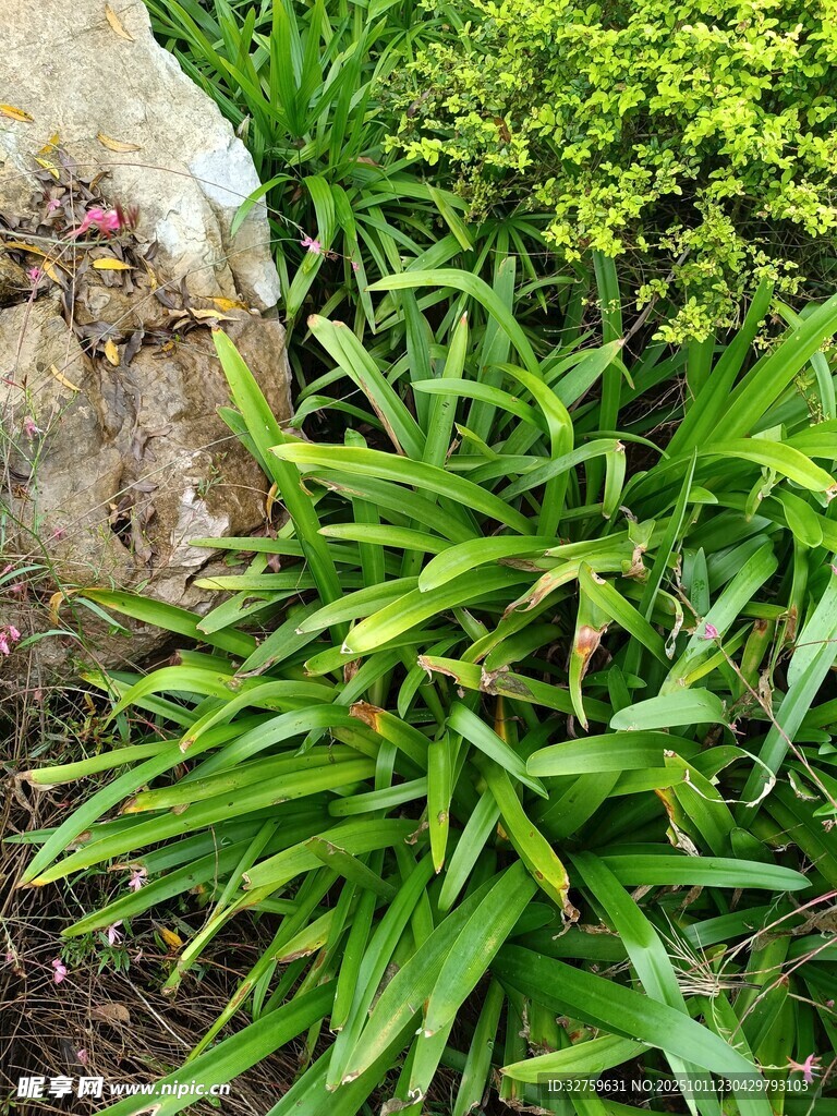 翠绿植物与岩石景观