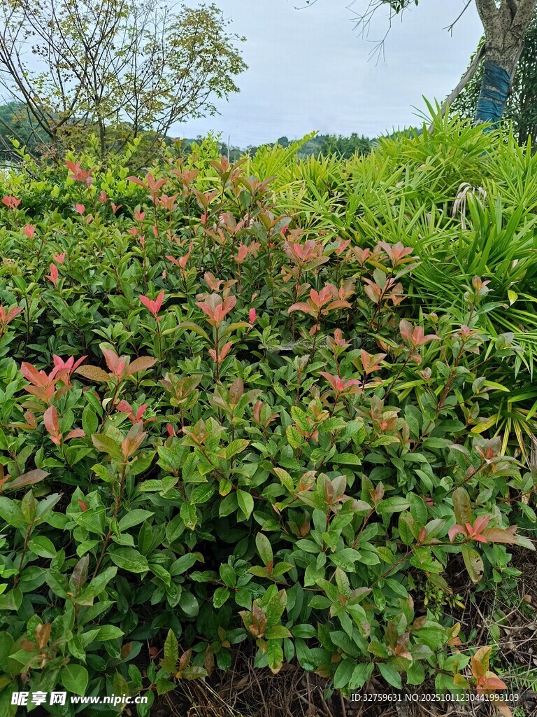 色彩斑斓的绿植景观