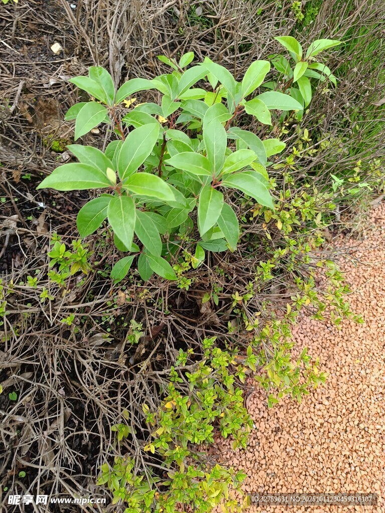 沙地上的绿色植物