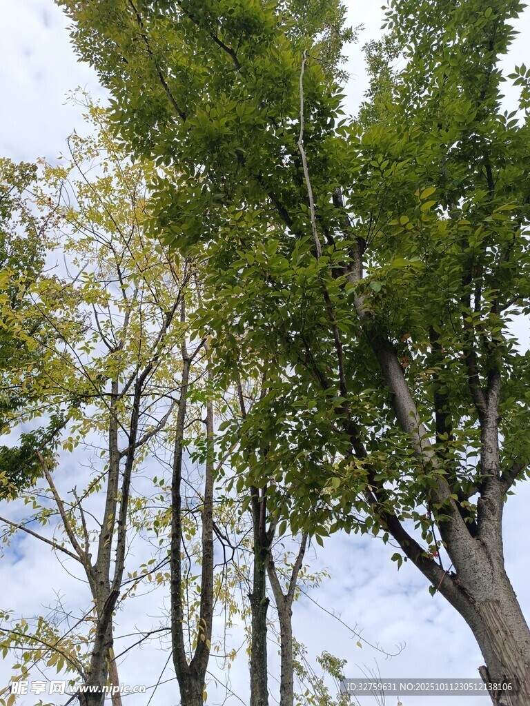 仰视葱郁树木蓝天景象