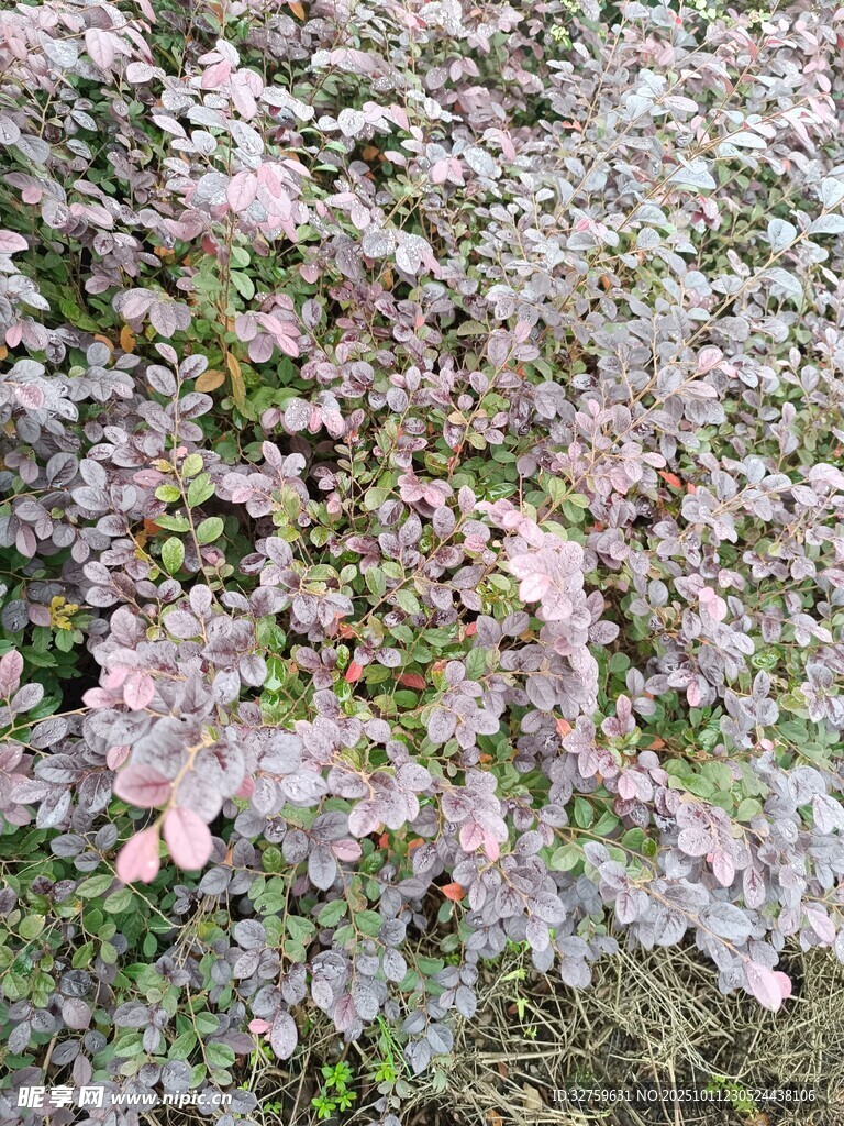 粉色繁花植物景观