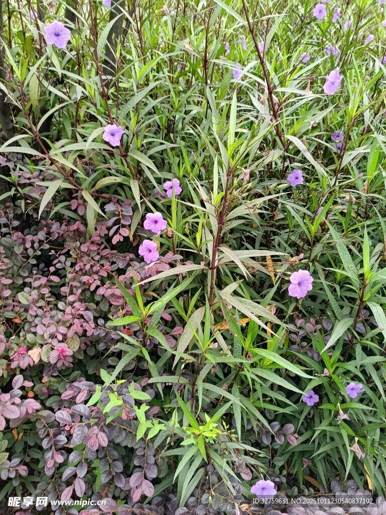 紫色小花绽放于草丛间