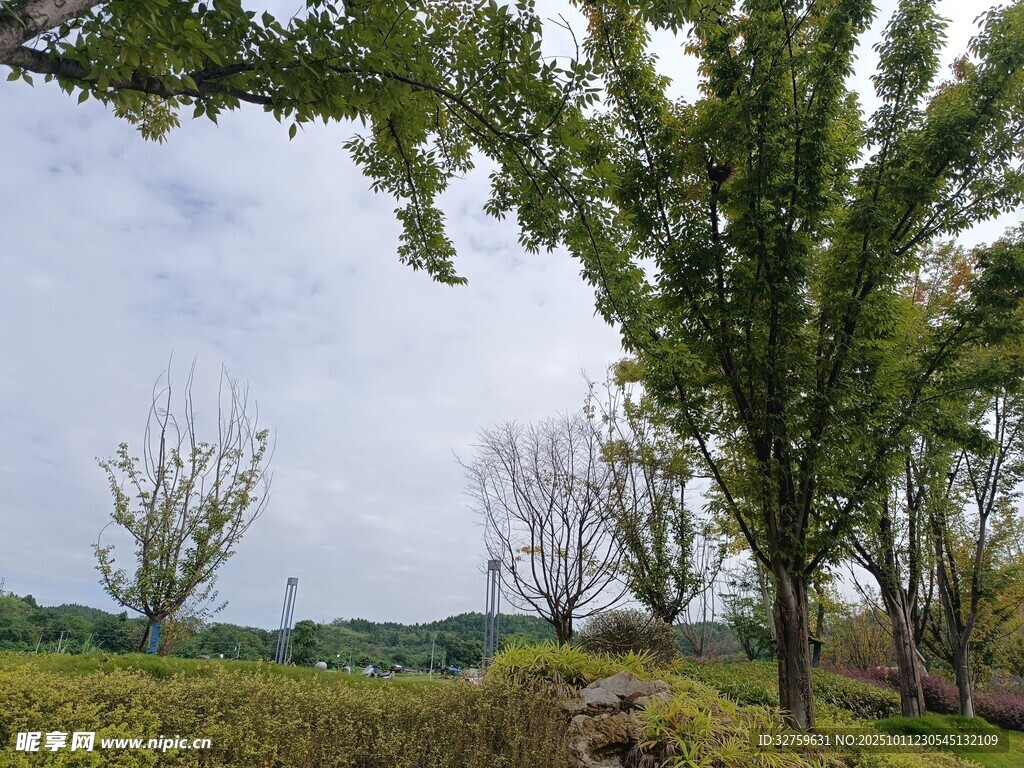 田园绿树风景