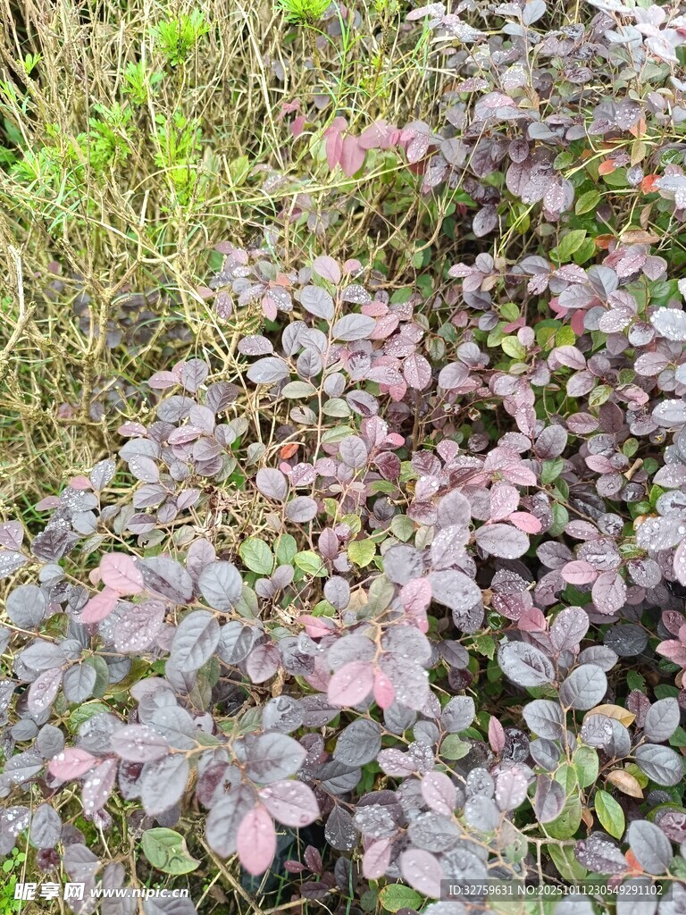 紫色叶片植物景观