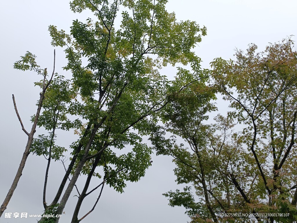 秋日树梢景致
