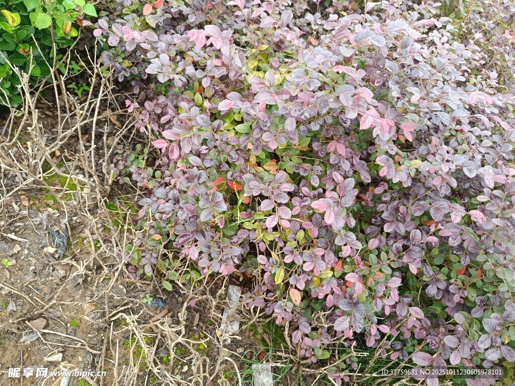 紫色灌木植物特写