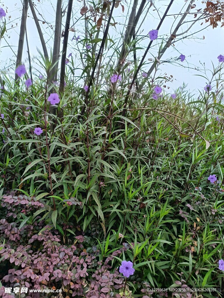 紫色小花点缀绿色草丛