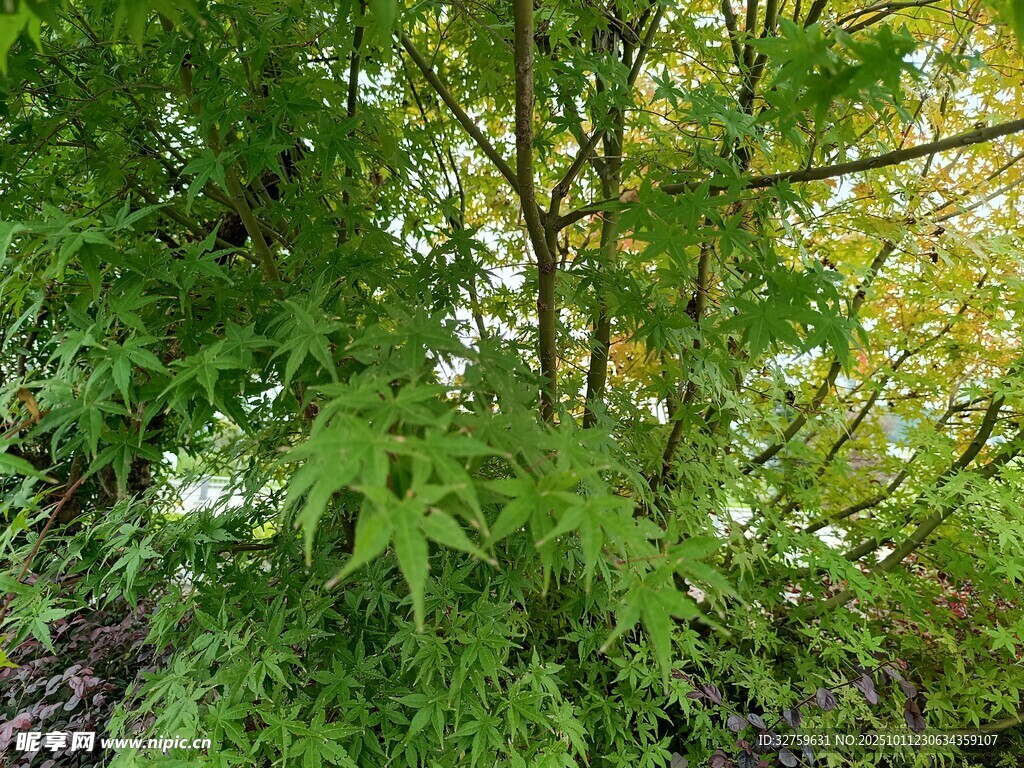 翠绿繁茂的枫树植物景观