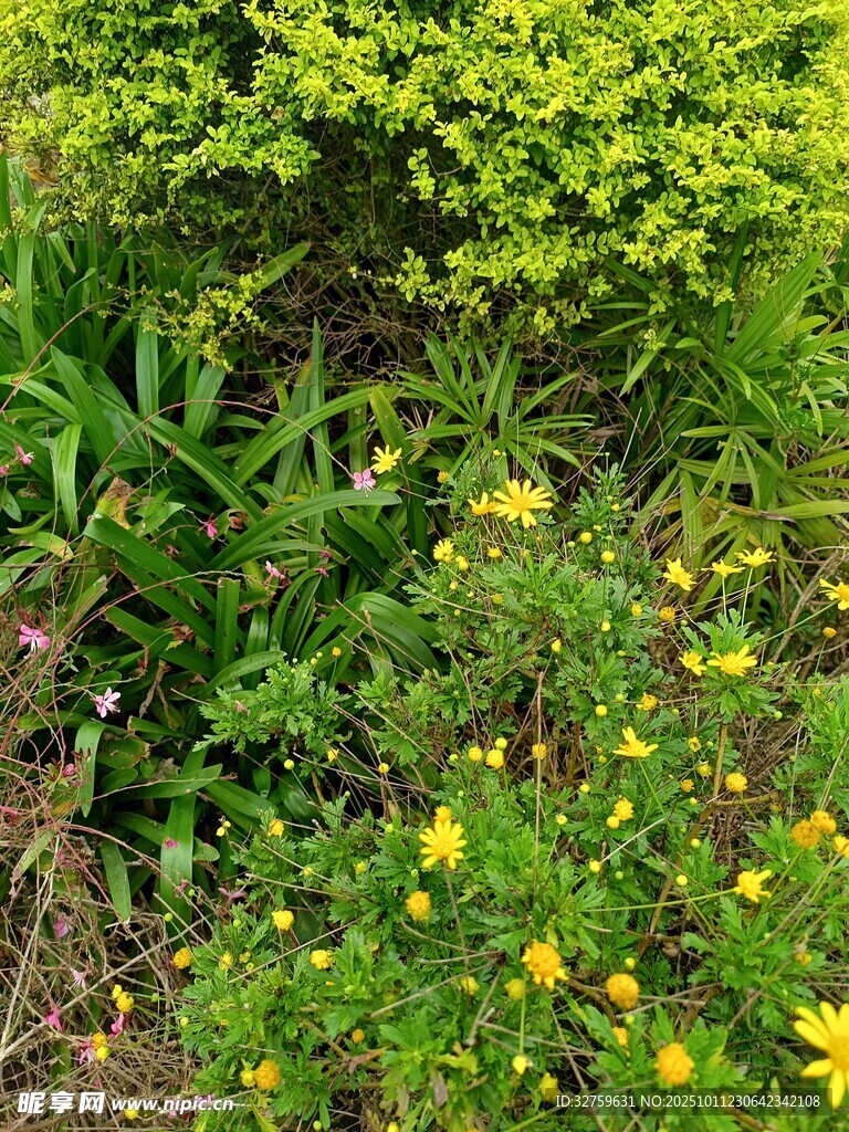 繁茂花草景观
