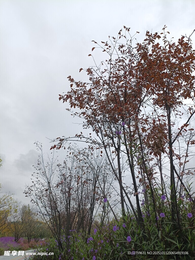 秋日萧瑟树林景象