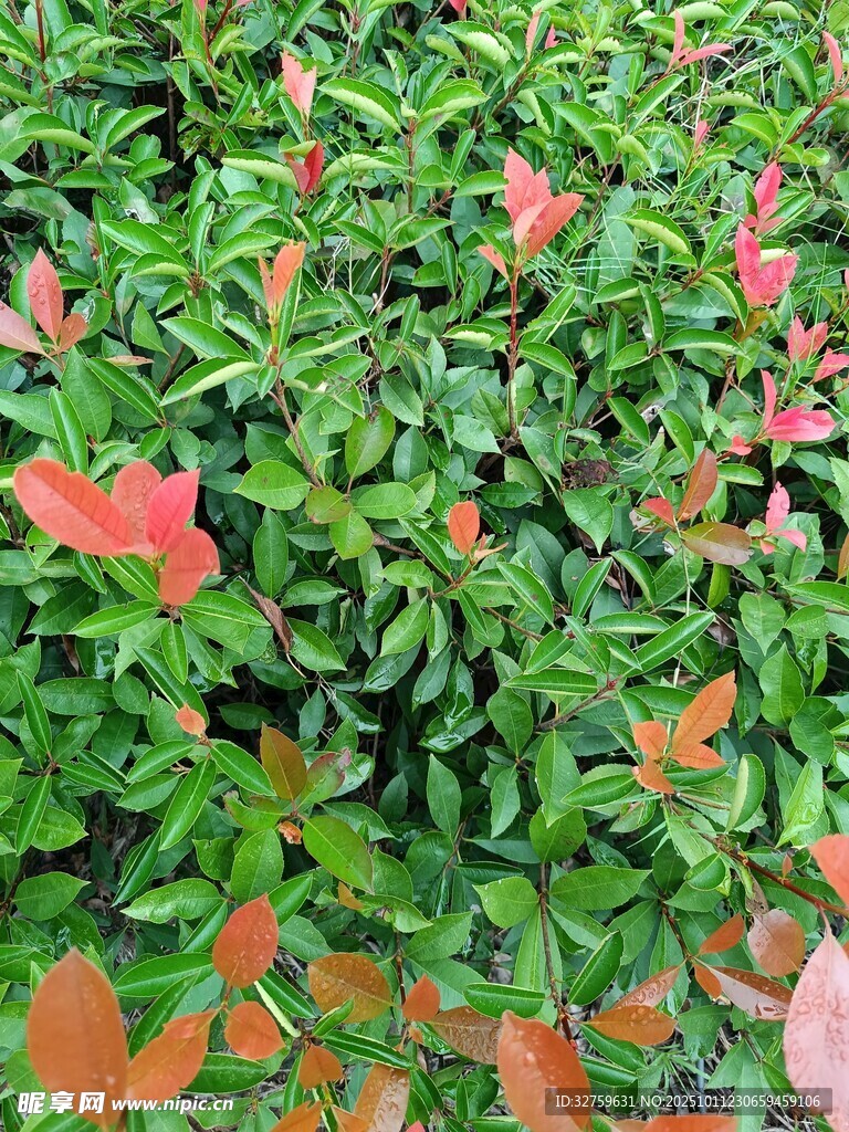 红绿相间的多彩植物景观