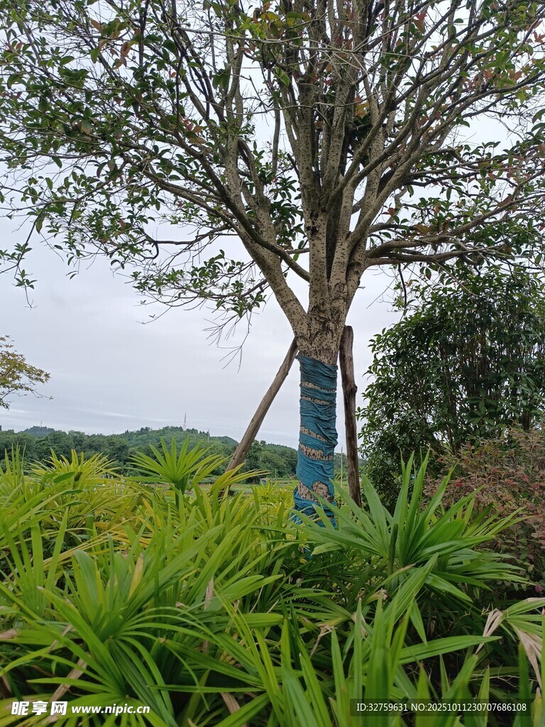 田野中的树木与绿植景观