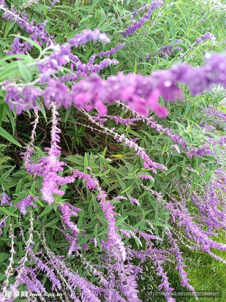 紫色繁茂花枝特写