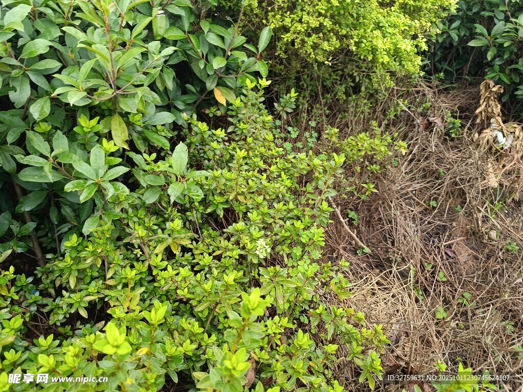绿意盎然的植物景观