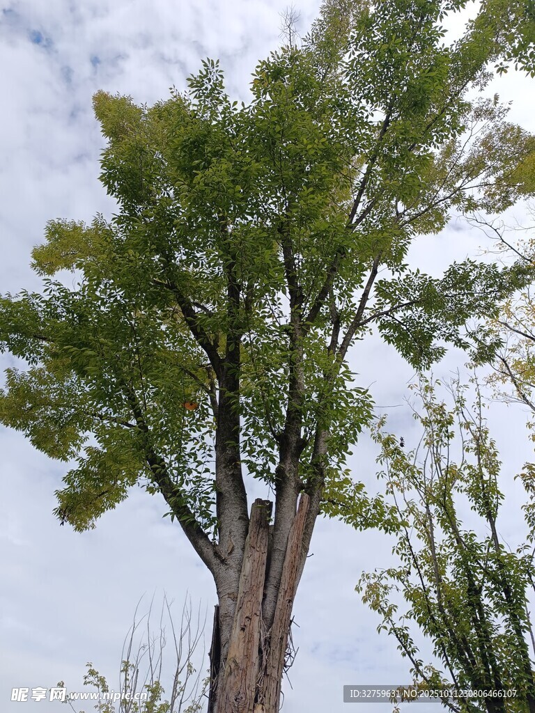 挺拔大树
