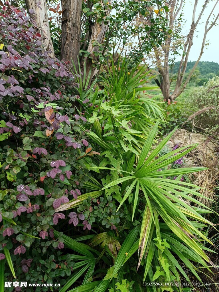 繁茂绿植景观