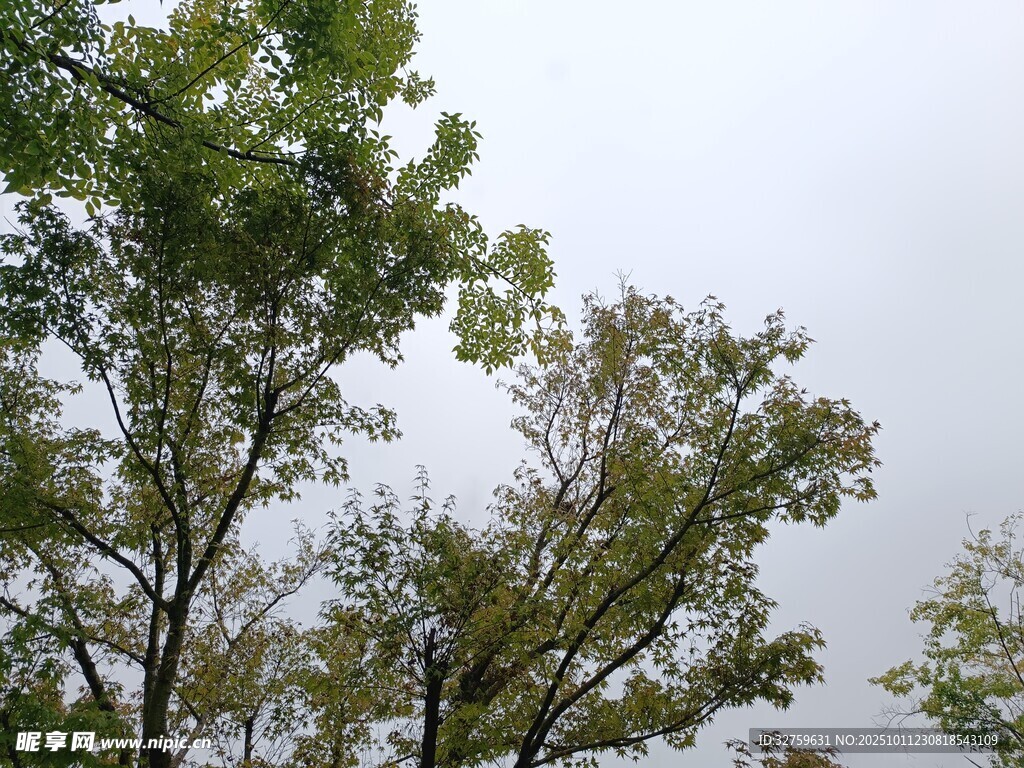 绿树蓝天自然景象