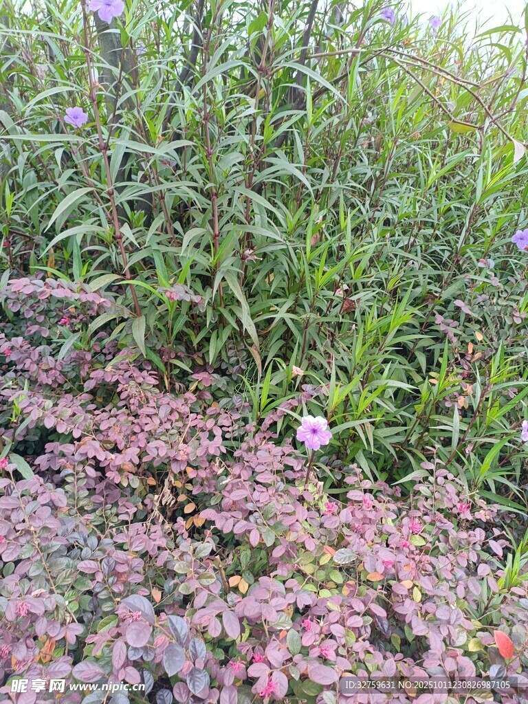 草丛中的紫色小花