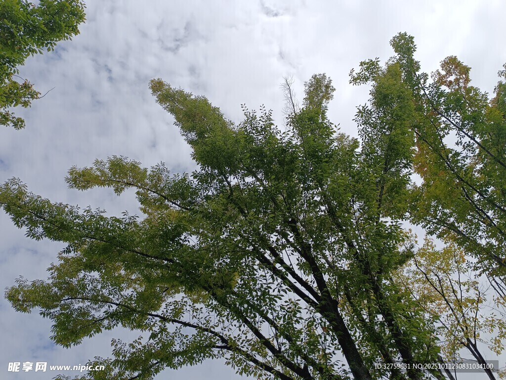 仰观葱郁树木与天空